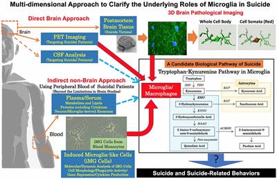 Suicide and Microglia: Recent Findings and Future Perspectives Based on Human Studies